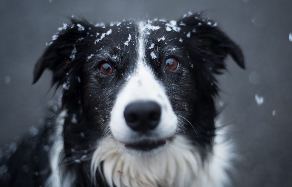 Comment se motiver à sortir son chien en hiver ?
