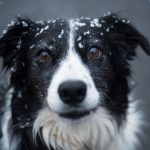 Comment se motiver à sortir son chien en hiver ?