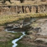 safari en Tanzanie