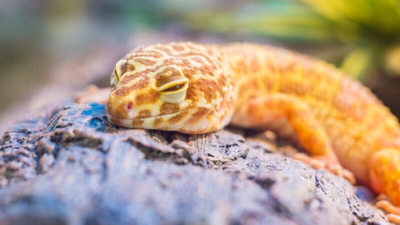 Les animaux de compagnie les faciles à entretenir pour les débutants