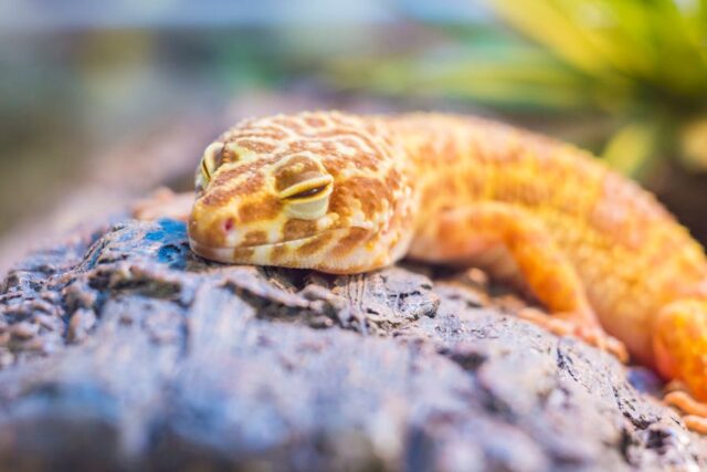 Les animaux de compagnie les faciles à entretenir pour les débutants